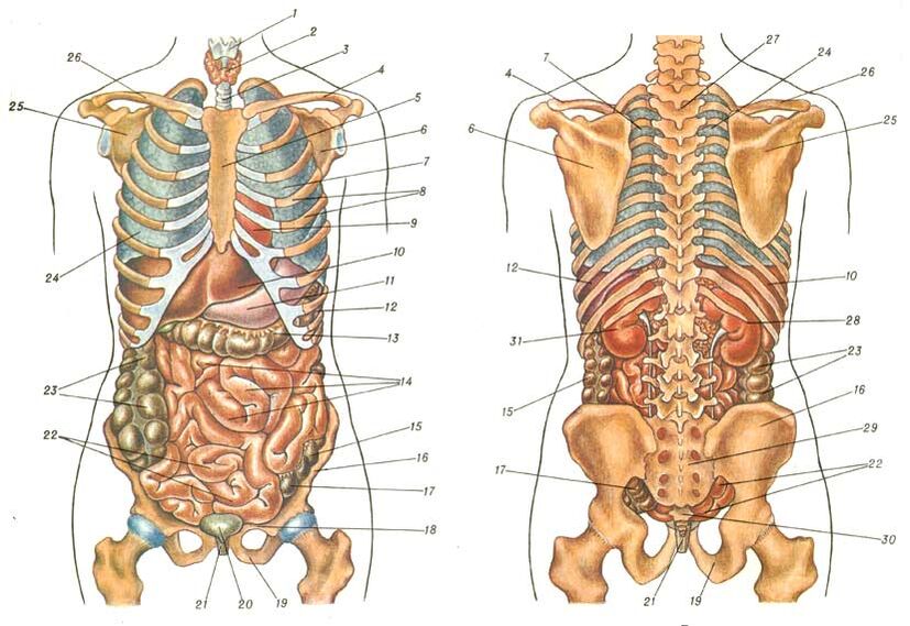 ساختار بدن و درد زیر تیغه شانه چپ